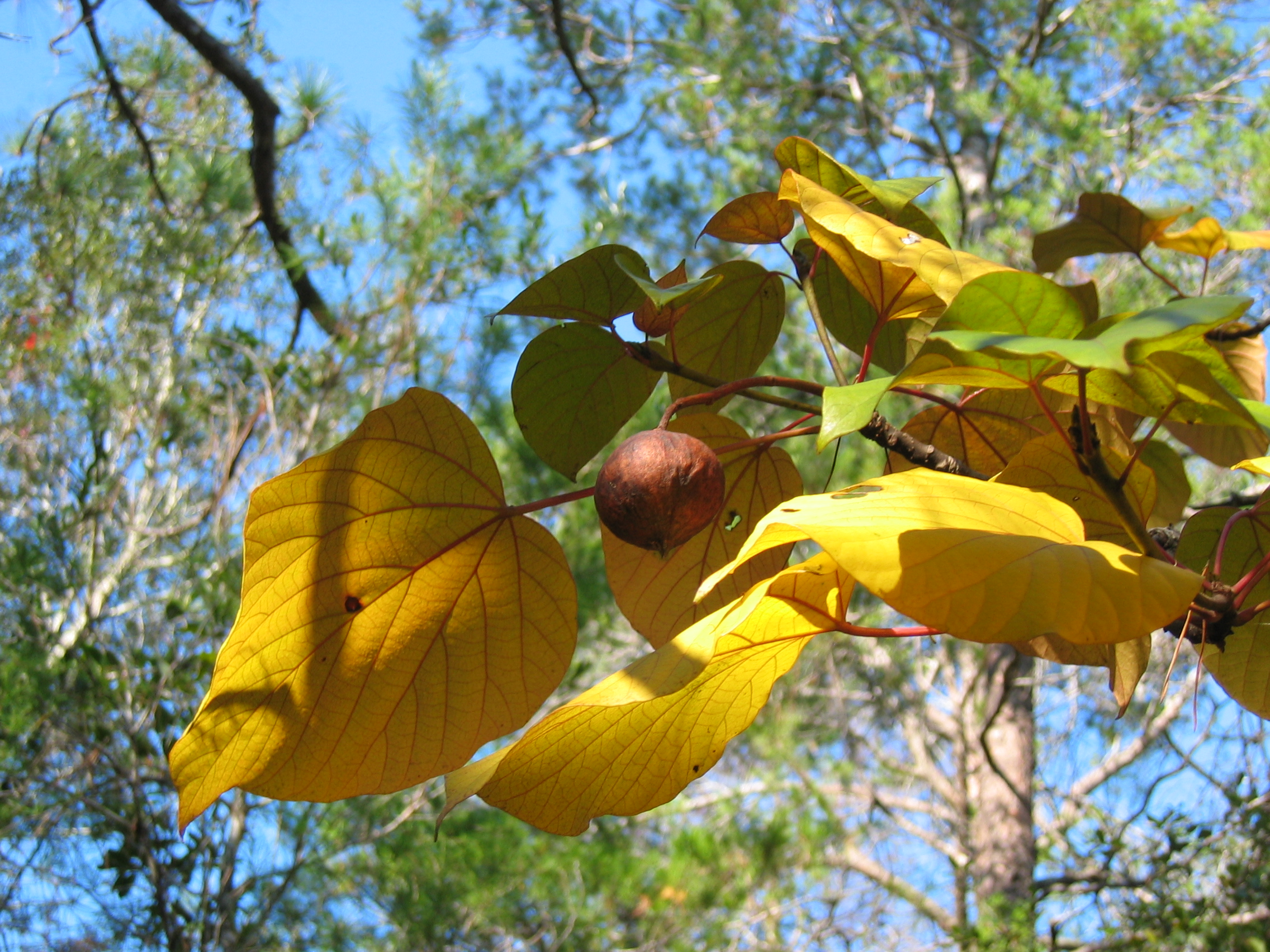 Aleurites fordii